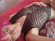 Pinky