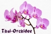 Thai-Orchidee